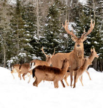 Large Stag with Herd
